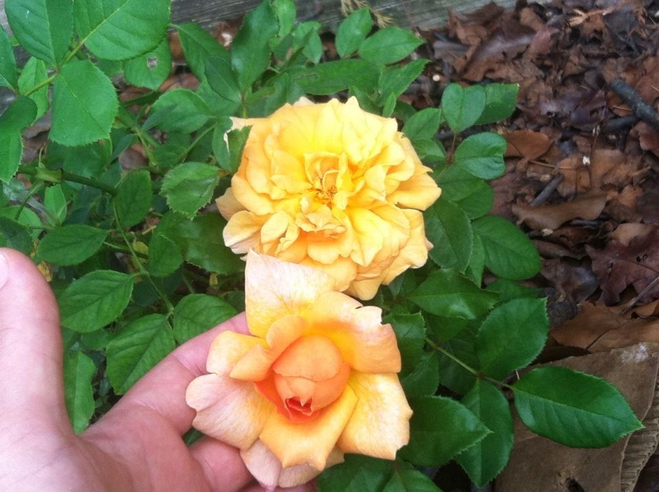 photo 1380598_10151684377067285_1225478591_n.jpg